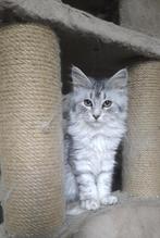 main coon kittens, Dieren en Toebehoren, Katten en Kittens | Raskatten | Korthaar, Meerdere dieren, Gechipt, 0 tot 2 jaar