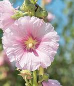 Graines de rose trémière rose pâle biologiques, Enlèvement ou Envoi