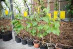 Druivelaars op onderstam, Tuin en Terras, Planten | Fruitbomen, Lente, Volle zon, Minder dan 100 cm, Ophalen