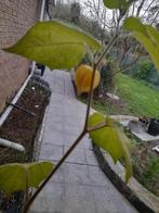 Petit arbre Physalis en pot avec fruits, Jardin & Terrasse