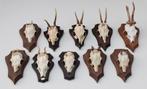 OPRUIMING : 10 x REE GEWEI op houten schild met kaakdeeltjes, Enlèvement ou Envoi, Utilisé, Cerf, Bois ou Tête