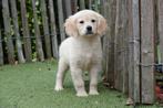 Prachtige Golden retriever pups, Dieren en Toebehoren, Golden retriever, België, CDV (hondenziekte), 8 tot 15 weken
