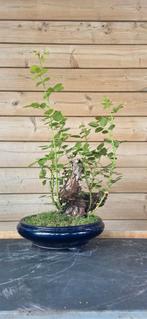 Bonsai. Roos., Tuin en Terras, Ophalen