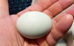 Broedeieren zeldzame kippenras Silverurdds Bla, groenlegger, Dieren en Toebehoren, Kip