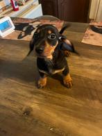 Dwerg teckel pup reutje, Dieren en Toebehoren, België, Fokker | Hobbymatig, CDV (hondenziekte), 8 tot 15 weken