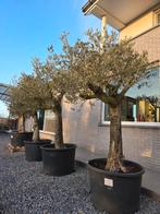Olijfboom Olea Europaea - op voorraad, Tuin en Terras, Ophalen