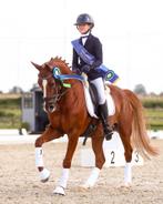D pony dressuur - ruin - 9 jaar, Dieren en Toebehoren, Met stamboom, Ruin, Dressuurpony, M