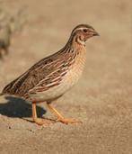 De Europese kwartel, roodpoot/ grijze patrijs, eieren, Dieren en Toebehoren