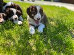 Border collie pups , super lief en intelligent, geteste oude, Dieren en Toebehoren, Honden | Herdershonden en Veedrijvers, CDV (hondenziekte)