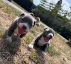 Prachtige Amerikaanse Stafford pups, Dieren en Toebehoren, Honden | Jack Russells en Terriërs, België, CDV (hondenziekte), 8 tot 15 weken