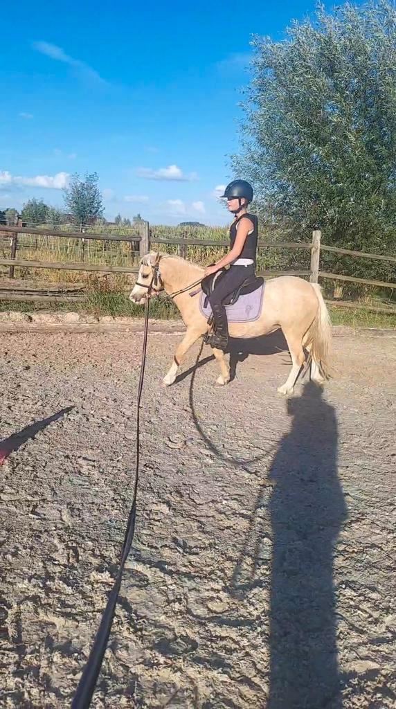 Welsh A pony, Dieren en Toebehoren, Pony's