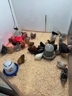 Cochin kriel hennetjes 2025, Dieren en Toebehoren, Pluimvee