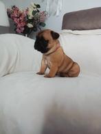 Franse Buldog Pups, Dieren en Toebehoren, België, Fokker | Hobbymatig, 8 tot 15 weken, CDV (hondenziekte)