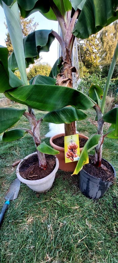 Musa Red Dacca eetbare rode banaan, Tuin en Terras, Planten | Fruitbomen, Ophalen