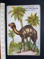 Chromo Chaussures Leconte Collette LILLE Dromedaris, Verzamelen, Gebruikt, Ophalen of Verzenden, Voor 1940, Dier