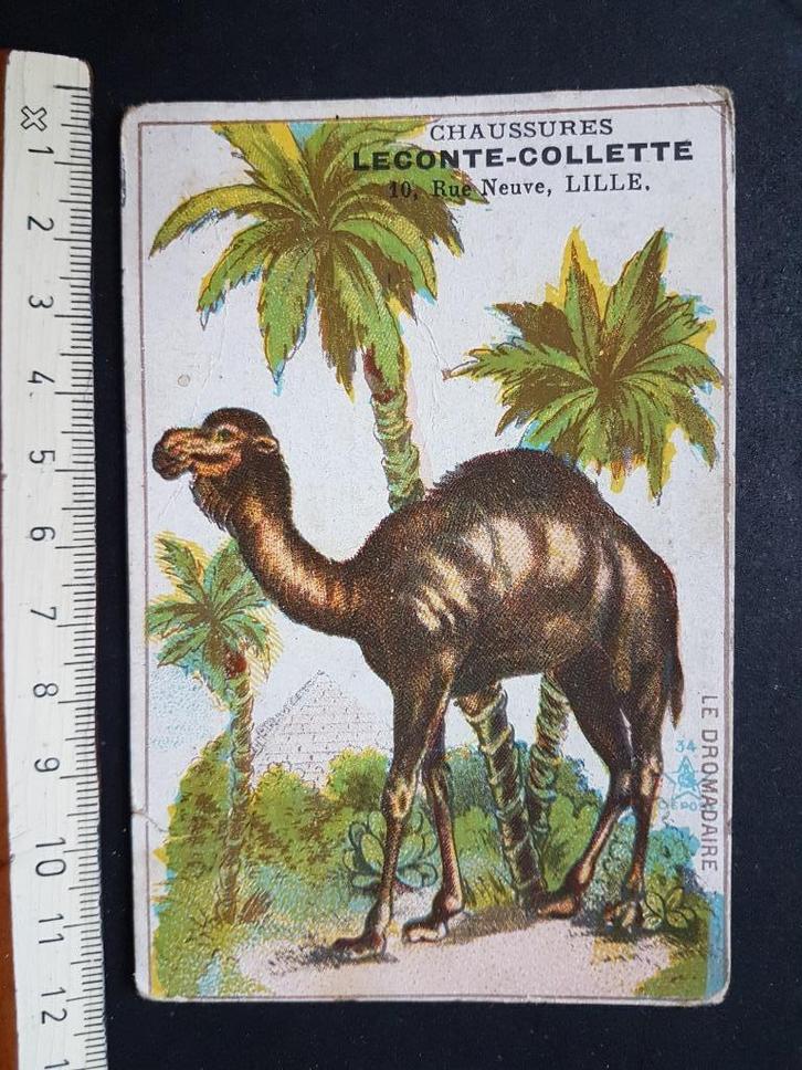 Chromo Chaussures Leconte Collette LILLE Dromedaris, Verzamelen, Foto's en Prenten, Gebruikt, Prent, Dier, Voor 1940, Ophalen of Verzenden