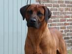 Rhodesian Ridgeback dekreu met stamboom, Dieren en Toebehoren, België, Fokker | Hobbymatig, CDV (hondenziekte), Meerdere