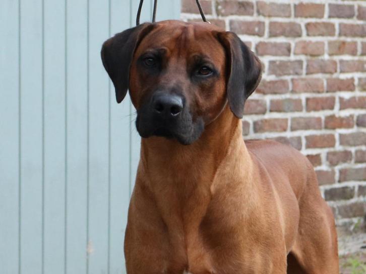 Rhodesian Ridgeback dekreu met stamboom, Dieren en Toebehoren, Honden | Beagles, Bassets en Lopende honden, Reu, Overige rassen