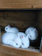 Dwerg konijntjes, Klein