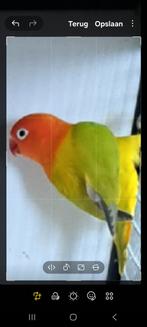 4 x dilutes...eeuwing , opaline..., Dieren en Toebehoren, Meerdere dieren, Dwergpapegaai of Agapornis, Geringd