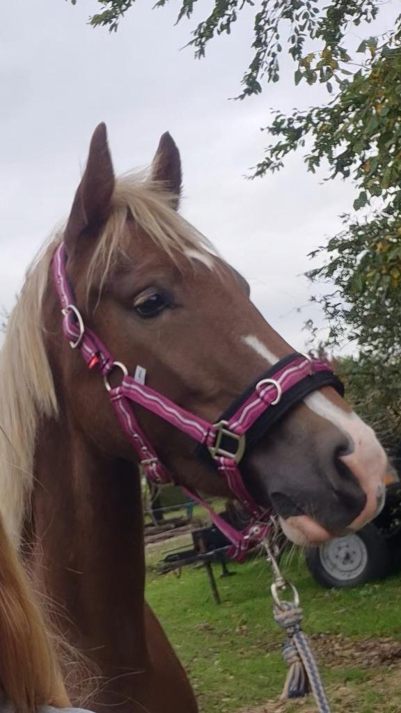 Kaptoom maat COB, Dieren en Toebehoren, Paarden en Pony's | Hoofdstellen en Tuigage, Nieuw, Ophalen