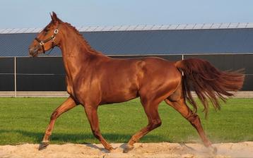 Magnifique jument Kwpn polyvalent 