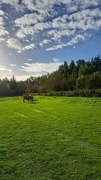 Weideplaats met stal, Dieren en Toebehoren, 1 paard of pony, Weidegang