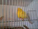 Norwich kanarie, Dieren en Toebehoren, Vogels | Kanaries