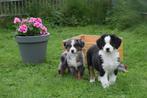 Australische herder kruising Berner Sennen pups, Dieren en Toebehoren, Honden | Niet-rashonden, België, 8 tot 15 weken, Meerdere