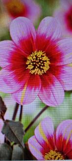 Dahlia neon flare, Tuin en Terras, Ophalen of Verzenden, Voorjaar, Volle zon, Knol