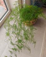 Grote asparagus plumosus (sierasperge) kamerplant, Huis en Inrichting, Kamerplanten, Ophalen