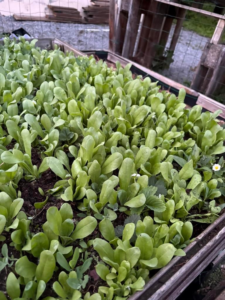 Goudsbloemen te koop, Tuin en Terras, Ophalen