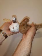 Portugese Tuimelaars koppel 3+4, Dieren en Toebehoren, Vogels | Duiven, Meerdere dieren, Tuimelaar of Roller