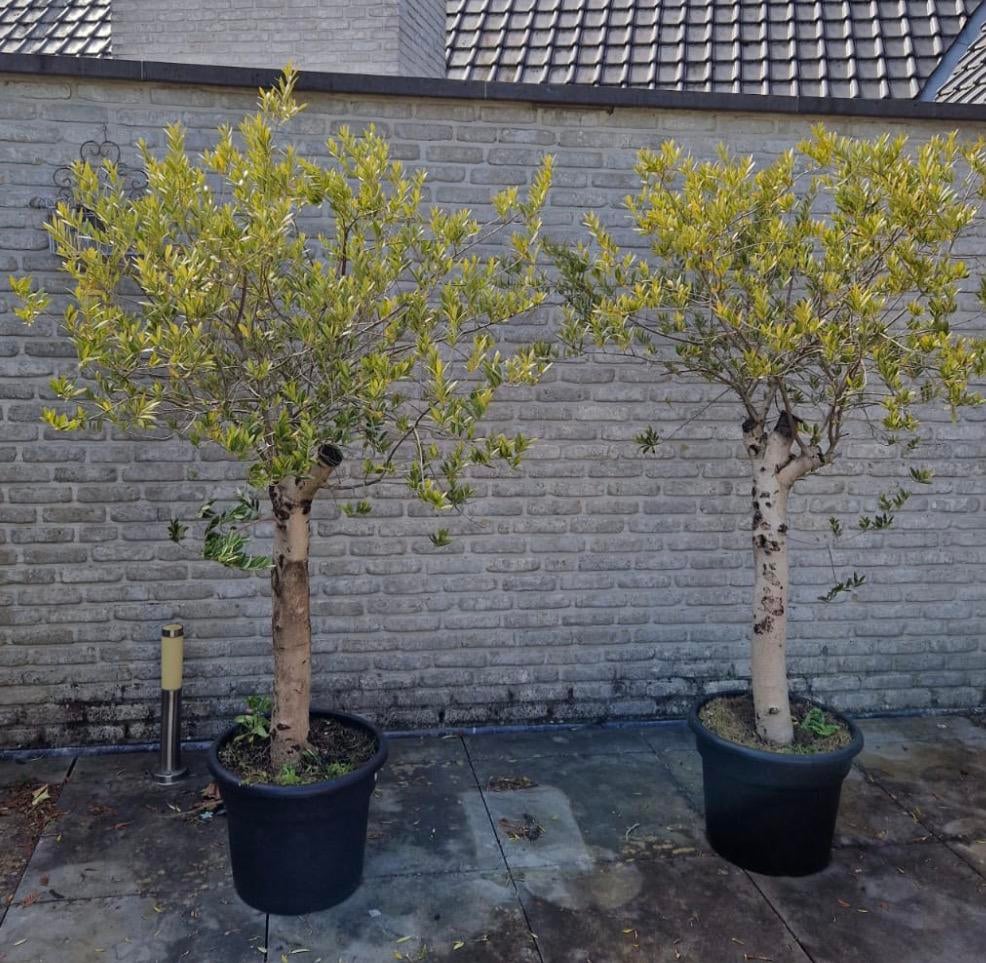 2 GROTE olifbomen. 185 cm hoogte, Ophalen