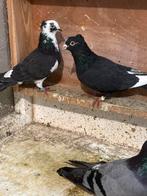 Pigeons qui volent haut, Animaux & Accessoires