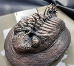 Trilobiet Drotops + Conch Murex fossiele hybride Curiosity, Verzenden