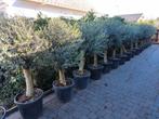 Olijfbomen te koop olea europaea, En pot, 100 à 250 cm, Plein soleil, Printemps