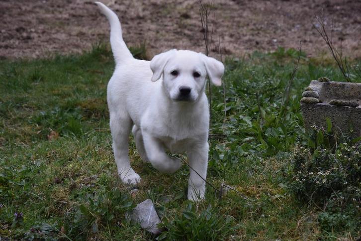 Labrador pups, wit en zwart, Dieren en Toebehoren, Honden | Retrievers, Spaniëls en Waterhonden, Meerdere dieren, Labrador retriever