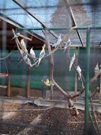 te koop : valkparkieten, Dieren en Toebehoren, Vogels | Parkieten en Papegaaien, Parkiet, Geringd