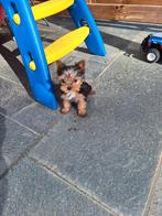 Mini Yorkshire terriër pups, Yorkshire Terrier, Belgique, Plusieurs, Hépatite contagieuse (maladie de Rubarth)