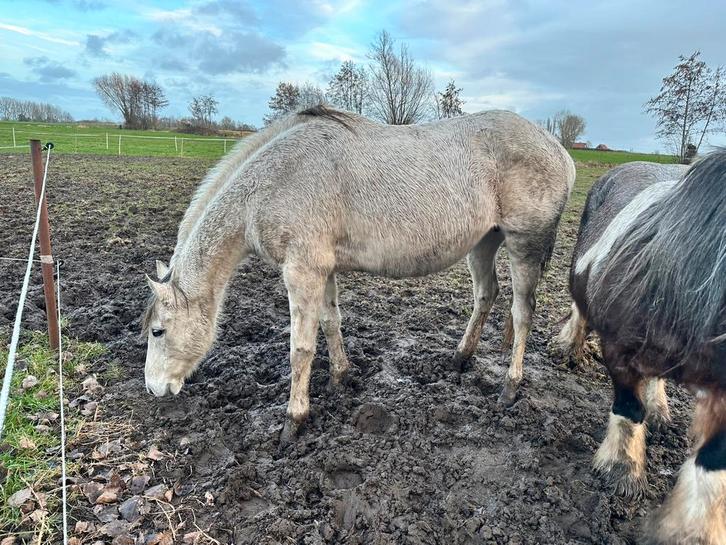 Volbloed merrie, Animaux & Accessoires, Chevaux, Jument, Avec pedigree