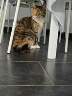 Europese korthaar, Ophalen of Verzenden