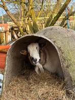 Iglo beschutting huisdier, Dieren en Toebehoren