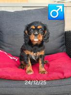 cavalier king charles pups, Dieren en Toebehoren, Parvo, België, Reu, 8 tot 15 weken