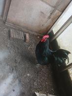 2 jonge australorp hanen, Dieren en Toebehoren, Pluimvee