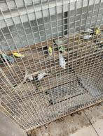 Parkietjes in verschillende kleuren, Perruche