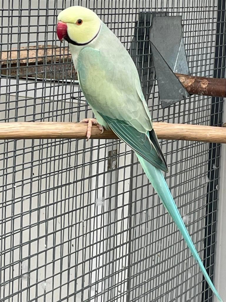 Halsbandparkieten / Halsband, Dieren en Toebehoren, Vogels | Parkieten en Papegaaien, Mannelijk, Parkiet, Geringd