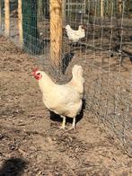 Volwassen poules de bresse hennen, Dieren en Toebehoren, Pluimvee