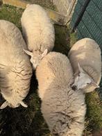 Schapen, Animaux & Accessoires, Moutons, Chèvres & Cochons