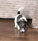Des chiots Jack Russell super mignons, élevés à la maison !, 8 à 15 semaines, Plusieurs, Éleveur | Loisir, Jack Russel Terrier